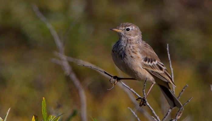 В Испании из-за климатических изменений уменьшается популяция горных птиц