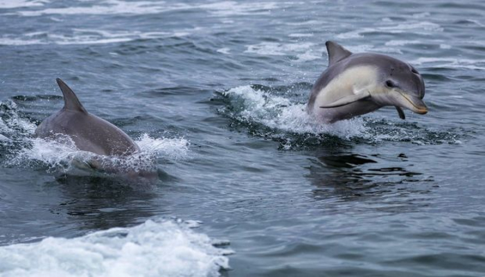 Dişi delfin balasını xilas edən balıqçılara təşəkkür etdi