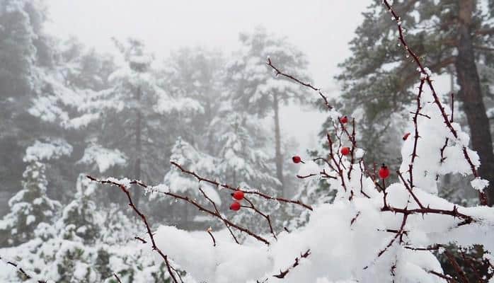 Высота снежного покрова в Нахчыване составила 17 см