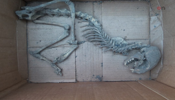 Zaqatalada evin zirzəmisindən naməlum heyvan skeleti tapılıb
