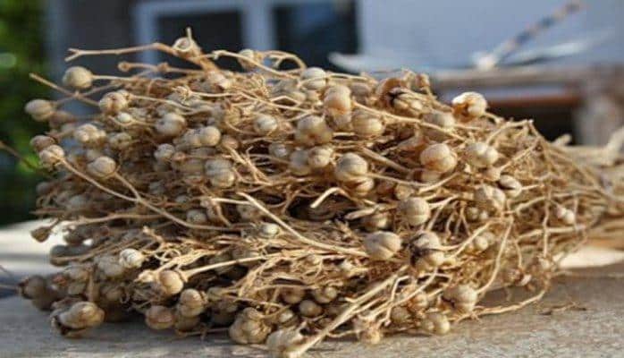 Üzərliyin müalicəvi əhəmiyyəti haqqında nə bilirik ?