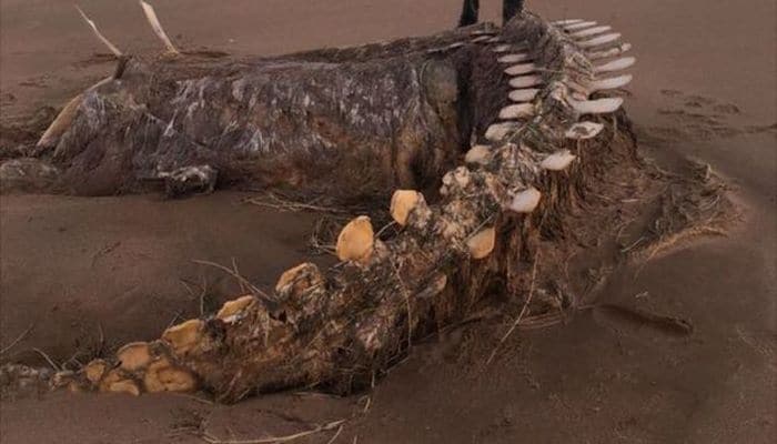 Ураган вынес на побережье Шотландии скелет загадочного существа