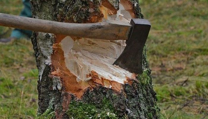Bərdədə baş həkimin göstərişi ilə ağaclar kəsildi, cinayət işi başlandı - RƏSMİ