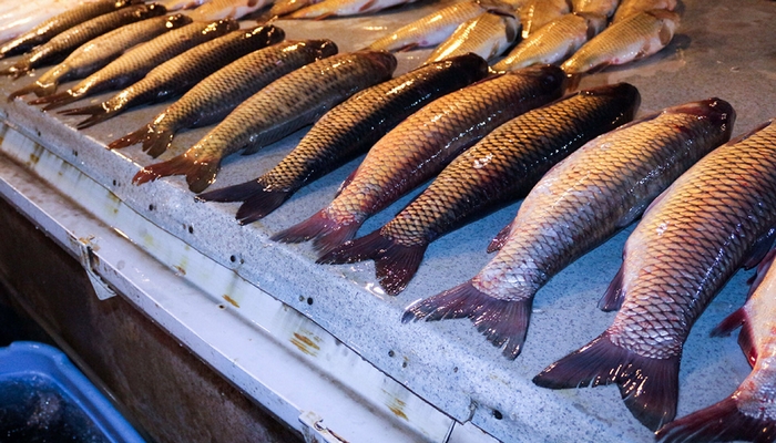 Bəzi su hövzələrində qoyulan qadağa balığın qiymətinə təsir edə bilərmi? - VİDEO