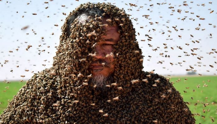 Пчела сорвала попытку установить мировой рекорд