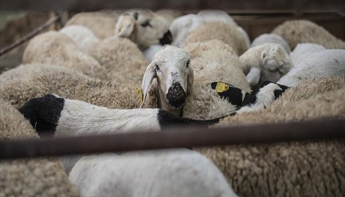 Bilim Kurulu üyesi: Kurban bayramı daha riskli