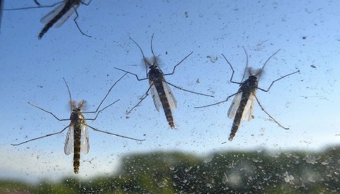 Биолог объяснила, чем могут быть опасны комариные укусы и как от них спастись