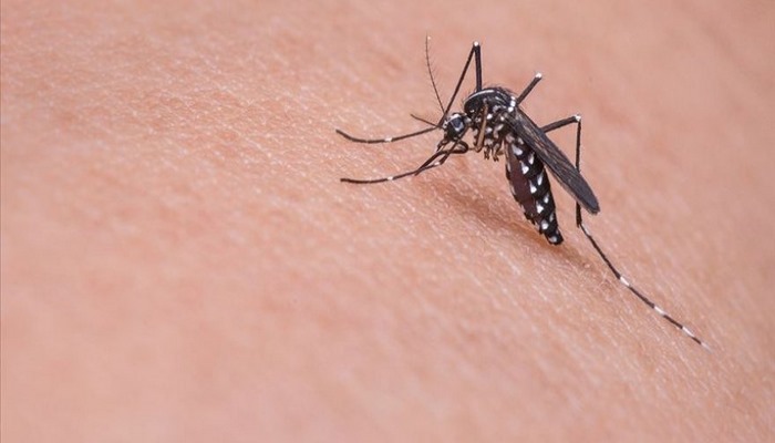 Böcek ve sinek sokmaları enfeksiyonlara sebep olabilir