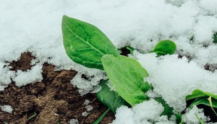 Bu ərazilərimizə qar yağdı – Faktiki hava