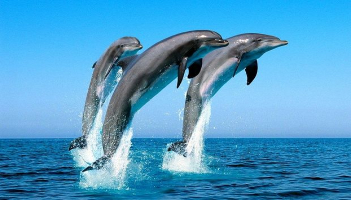Delfinlərin nəsli kəsilə bilər