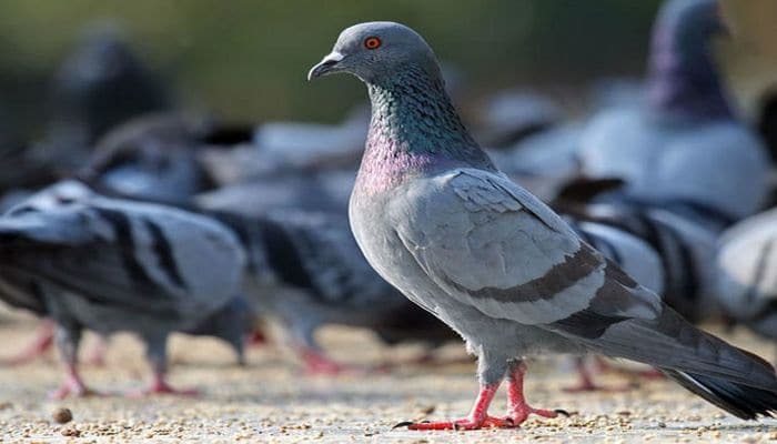 Bakıda qumrular kütləvi şəkildə ölür: Virus, yoxsa zəhərlənmə?