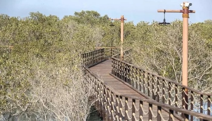 Əbu-Dabidə Mangrov Parkı açılıb