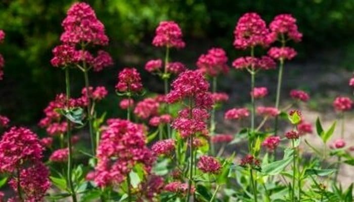 Pişikotunun möcüzəvi faydaları- Bu bitkidən onlarla dərman hazırlanır