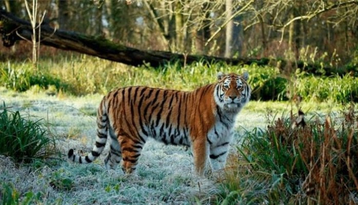 Амурская тигрица погибла в британском сафари-парке. Она подралась с двумя тиграми