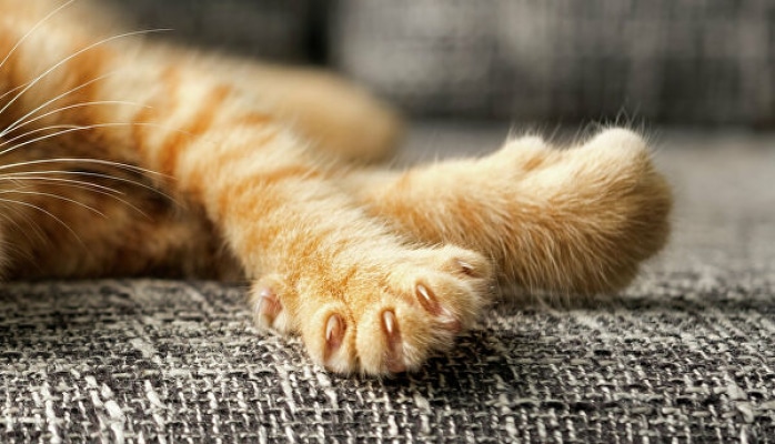 İkibaşlı pişik doğuldu