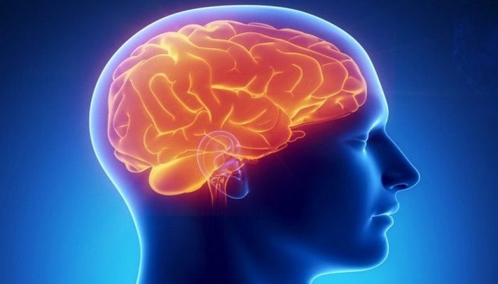 Кора головного мозга появилась на 300 млн лет раньше, чем предполагали ученые