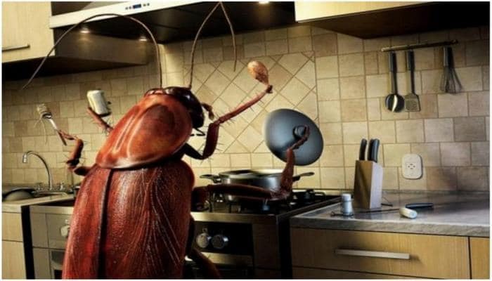 В американском зоопарке на День влюблённых можно будет назвать таракана именем бывшей и скормить хищнику