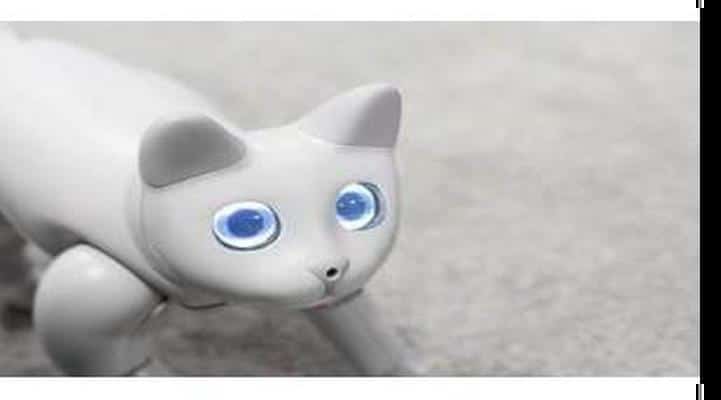 Robot pişik nümayiş olunub