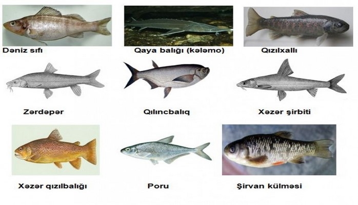 Запрещенные для вылова виды рыбы в Азербайджане