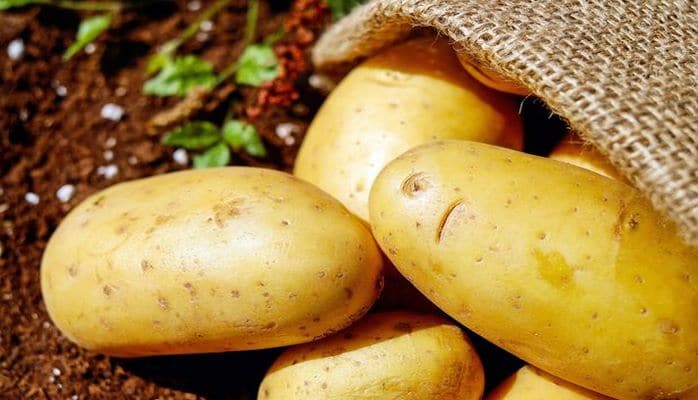 В Великобритании испытали генномодифицированный картофель