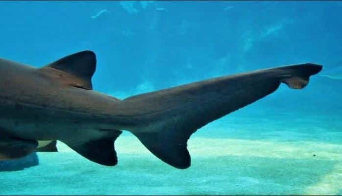 Учёные обнаружили в Тихом океане новый вид светящихся "акул-ниндзя"