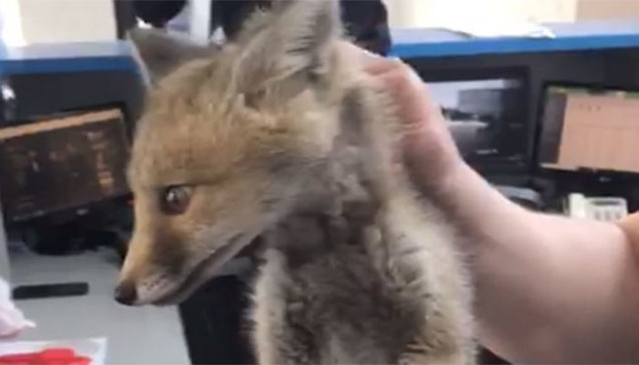 İctimai TV-yə tülkü girdi