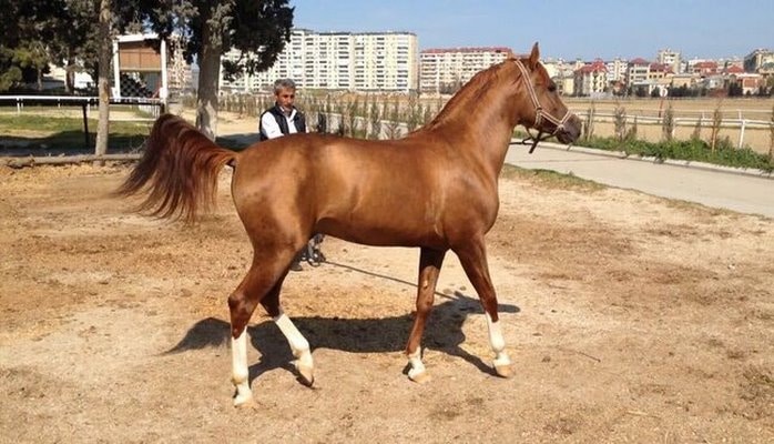 "Qarabağ atları dünyanın ən qədim cinsə mənsub atları hesab olunur"