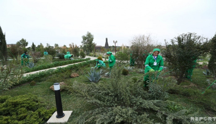 Azərbaycan neftçiləri bir gündə 100 min ağac əkməyə başlayıb