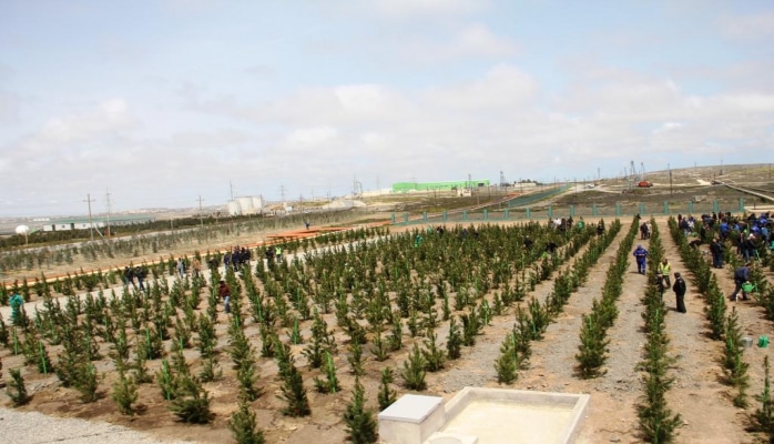 В Гаджигабуле проведена акция по высадке деревьев