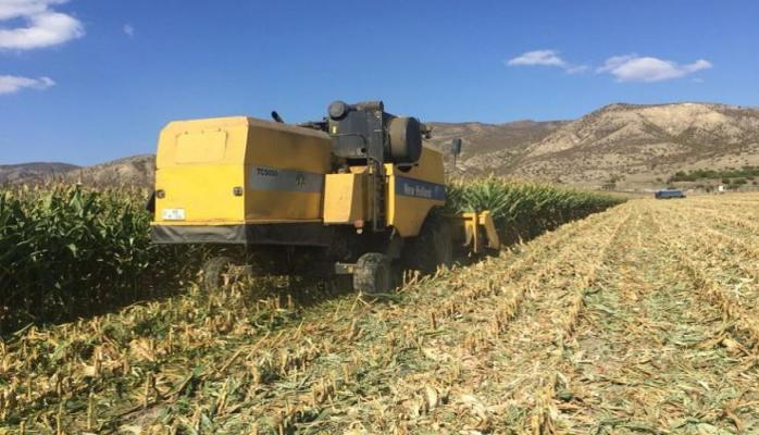 Azərbaycan qarğıdalı ixracına başlayıb (ÖZƏL)