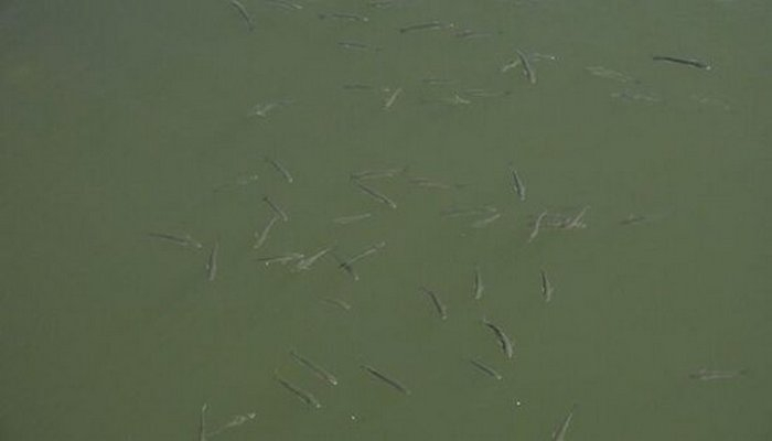 Xəzərdə balıqların suyun üzünə çıxmasının səbəbi bilindi