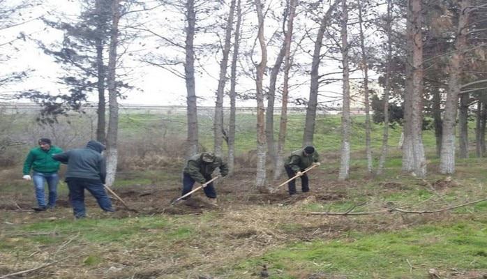 На автомагистрали Баку-Сумгайыт высажено около 100 деревьев