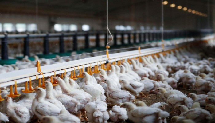 Azərbaycanın aparıcı broyler müəssisəsi ləğv olunur