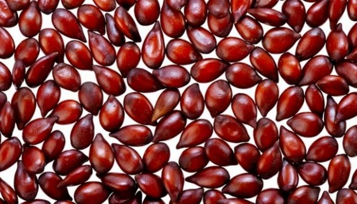 Bu meyvənin tumlarını qətiyyən atmayın - Möcüzəvi faydaları