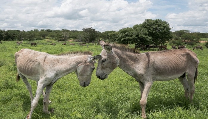 АПБА отчиталось о проверках на ослиной ферме на Абшероне