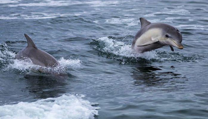 Самка дельфина отблагодарила рыбаков, спасших ее детеныша