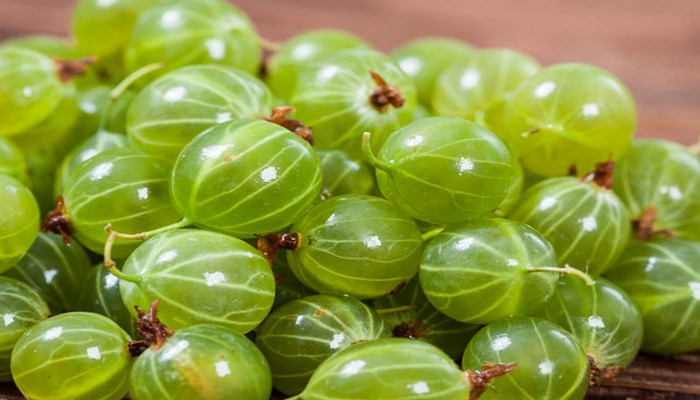 Motmotunun sağlamlıq üçün faydaları - qəbizliyi müalicə edir, damarları möhkəmləndirir...