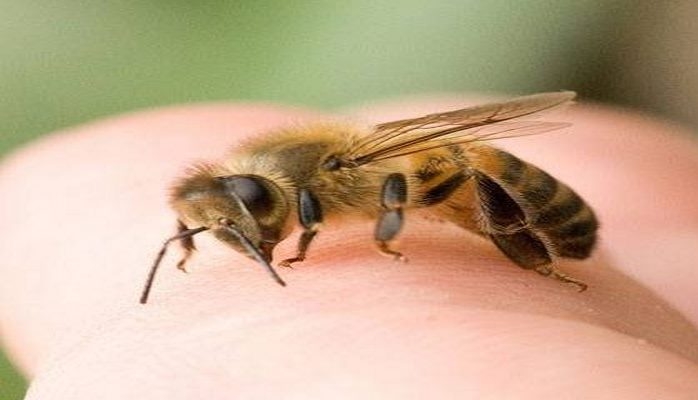 İnsan hansı halda arı sancmasından dünyasını dəyişə bilər?