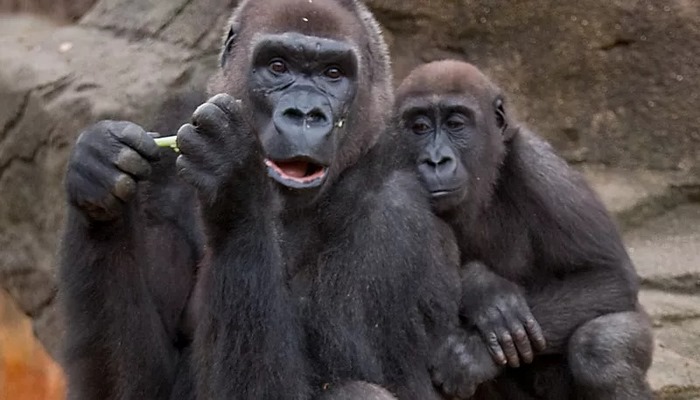 COVID-19 virusuna hansı heyvanlar meyllidir