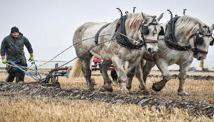 Əsl kəndli çempionatı: torpaq şumlayıb yarışdılar