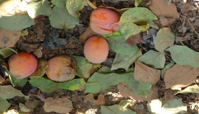 Göyçayın xurma bağlarında xəstəlik aşkarlanıb