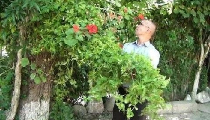 Masallı sakini tut ağacının üzərində 60-a yaxın gül növü yetişdirib