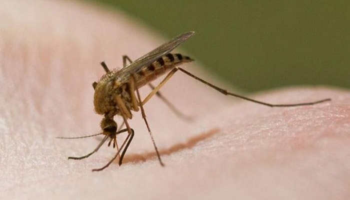 Ağcaqanadlar koronavirusu yaya bilərmi?