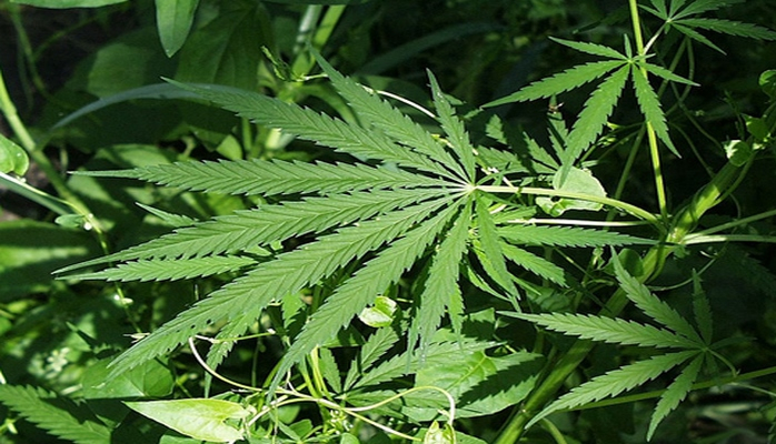 Nazirdən etiraf: Marixuana istifadə etmişəm