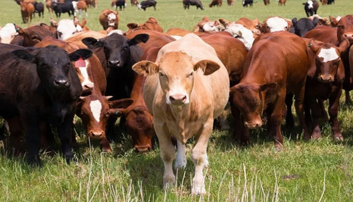 крупный рогатый скот в ленинградской области. сельское хозяйство астраханской области. животноводство. животноводство в астраханской области. животноводство в крыму.