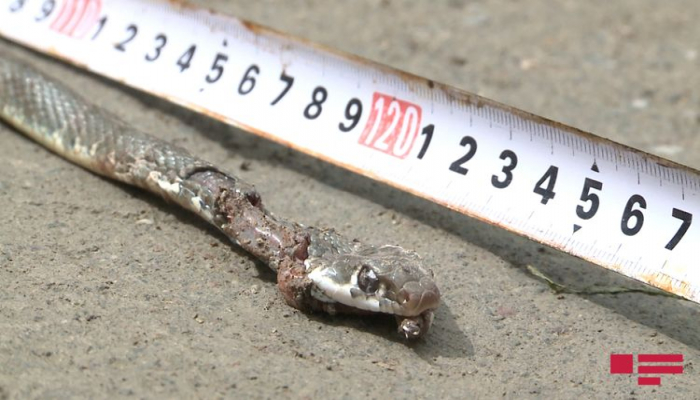 Ağdamda ilan sürüsü yaşayış evinə dolub