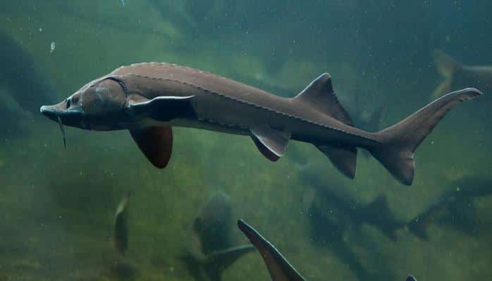 ABŞ-da 130 yaşlı nərə balığı tutulub