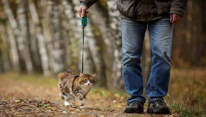 Ученые предупредили об опасностях выгулов кошек