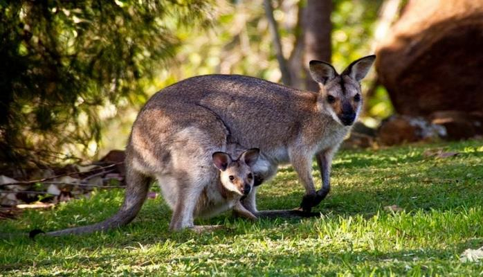 Учёные: К 2050 году в Австралии исчезнут зимы