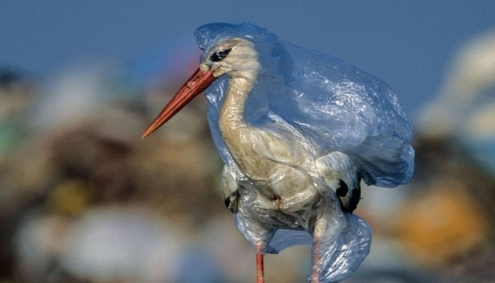 Plastiklərlə çirkləndirmələr nəticəsində hər il milyonlarla quş tələf olur